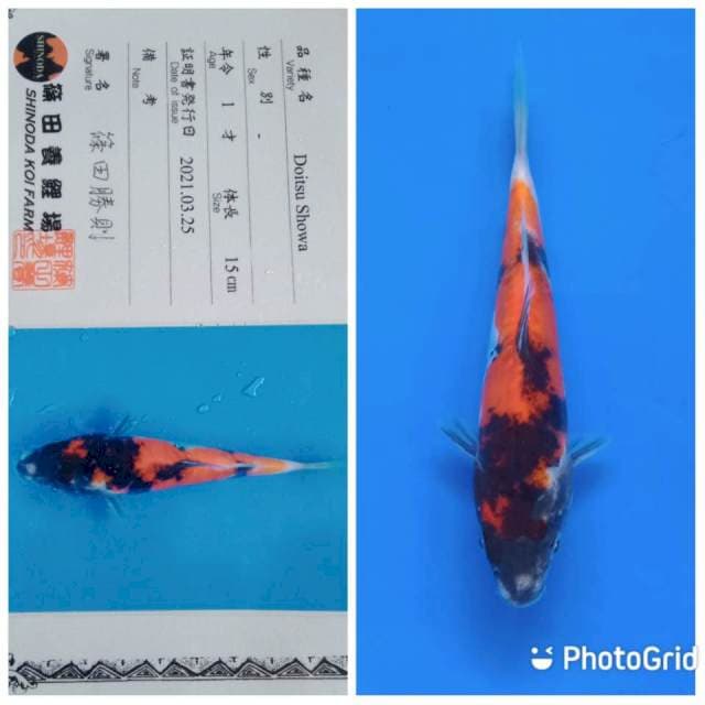 Doitsu showa shinoda