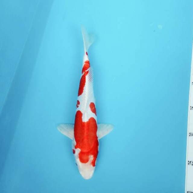 Hikarimoyomo