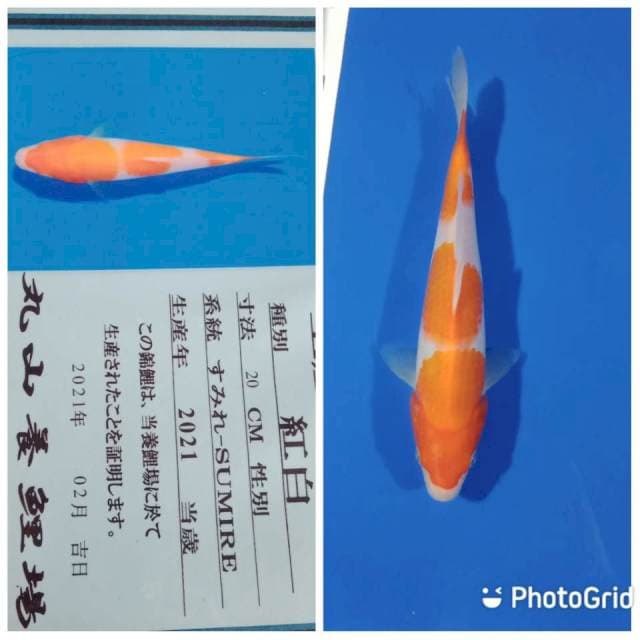 Kohaku maruya
