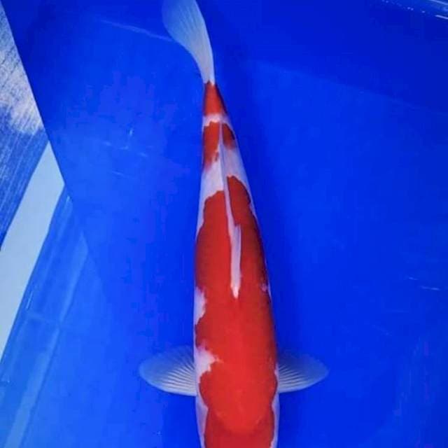 Kohaku merah strong 40 bu