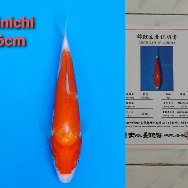 Dainichi kohaku 18cm certi