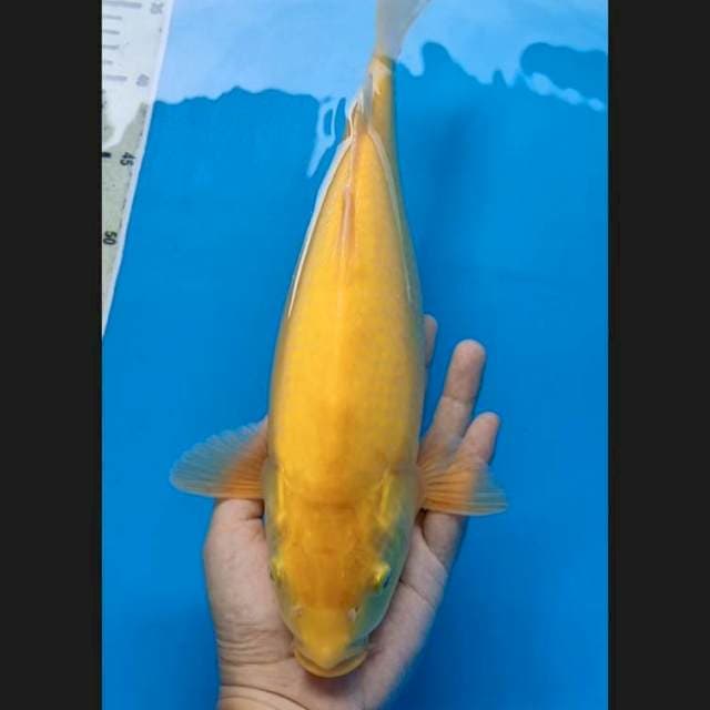 Karasi munuk 30 cm