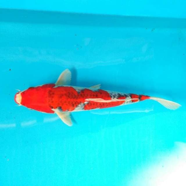 Goshiki red strong31