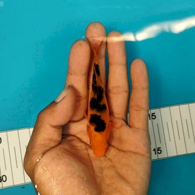 Mini 2