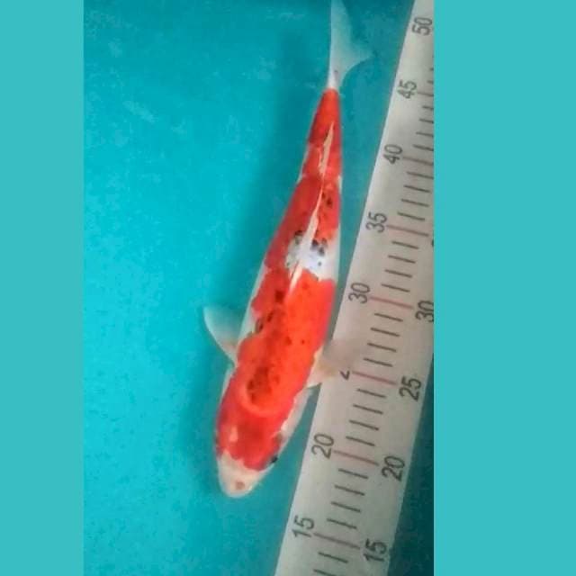 Red Goshiki 33cm