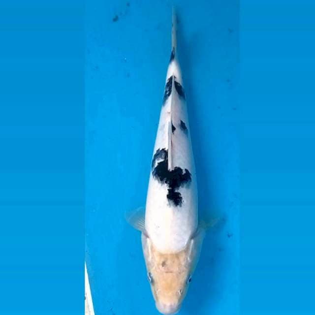 Bekko, 22 cm