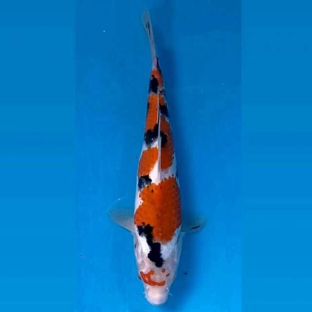 Sanke, 22 cm