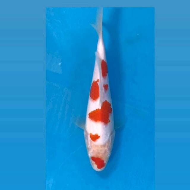 KOhaku, 19 cm