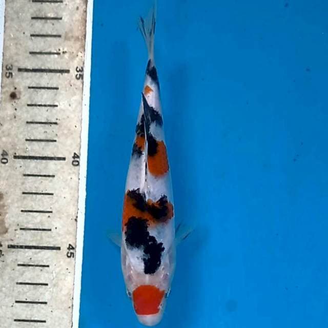 Sanke, 16 cm