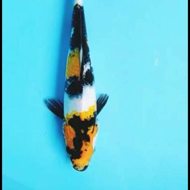 Ki showa:29cm