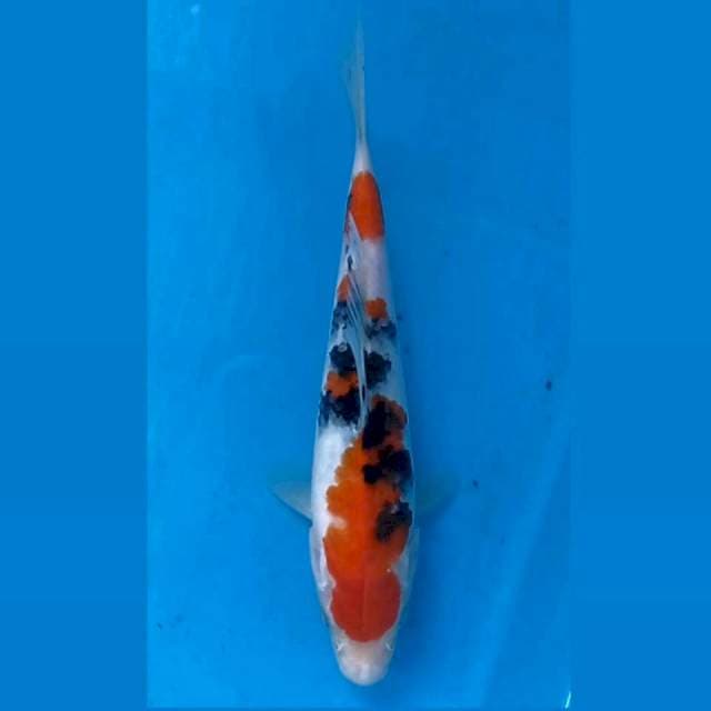 Sanke, 18 cm