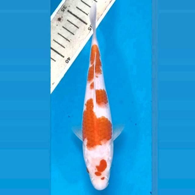 Kohaku, 19 cm