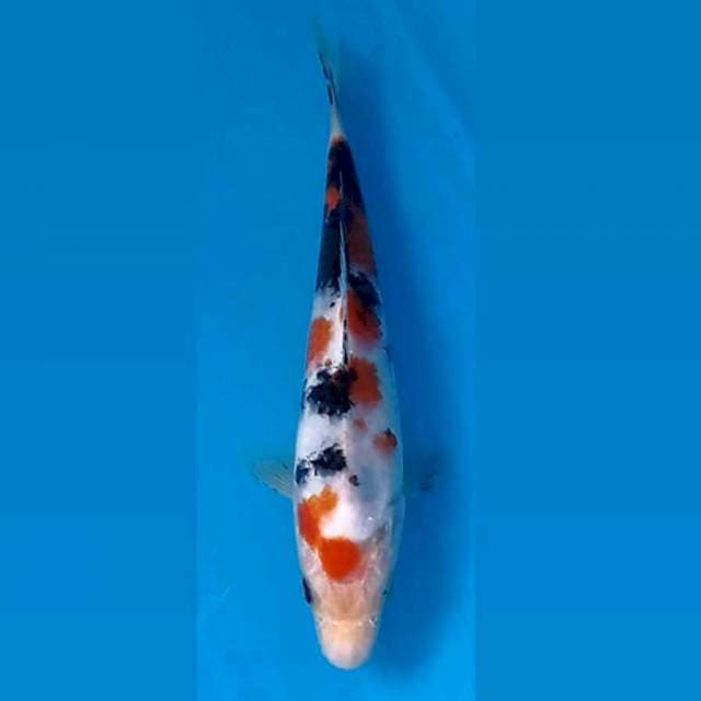 Sanke, 18 cm
