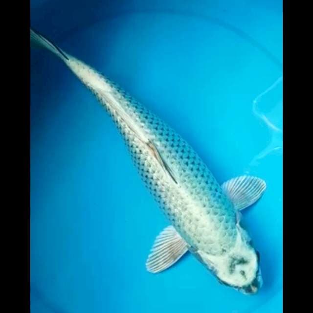 MUKASHI GINRIN 35 Cm