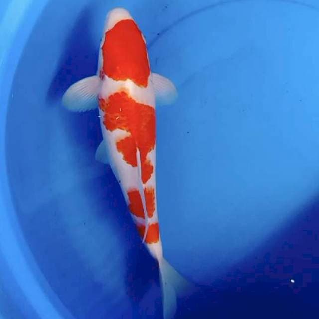 Kohaku HQ 40BU/39cm
