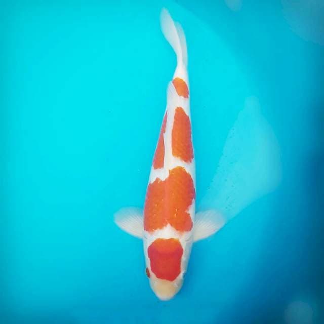 Kohaku Yondan Istimewa 40 BU male