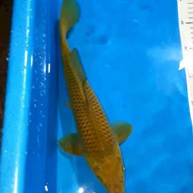 MIDORI HIJAU DAUN 33 CM MALE