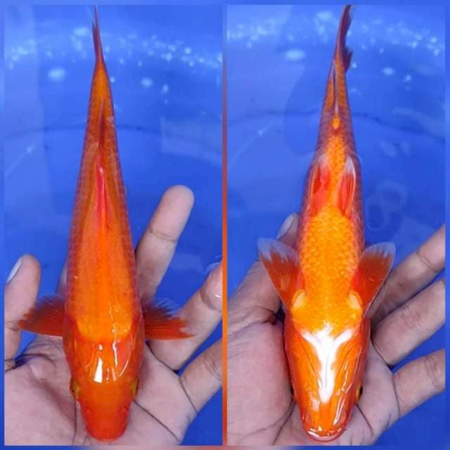 1. Aka hajiro tembus - 24 cm