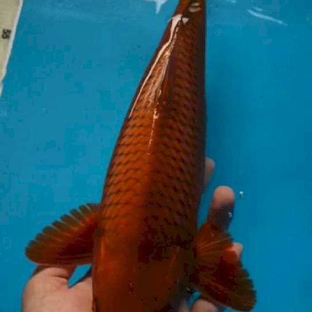Cagoi tembaga