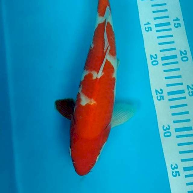 kohaku