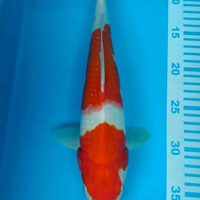 kohaku
