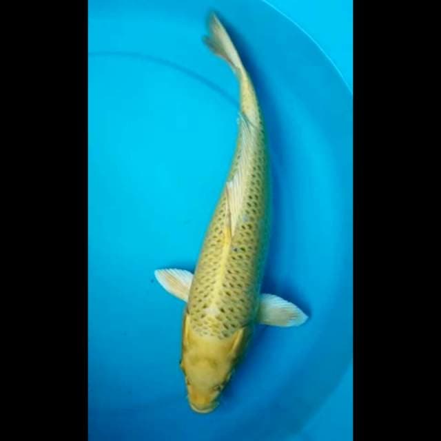 YAMABUKI OGON 36 Cm