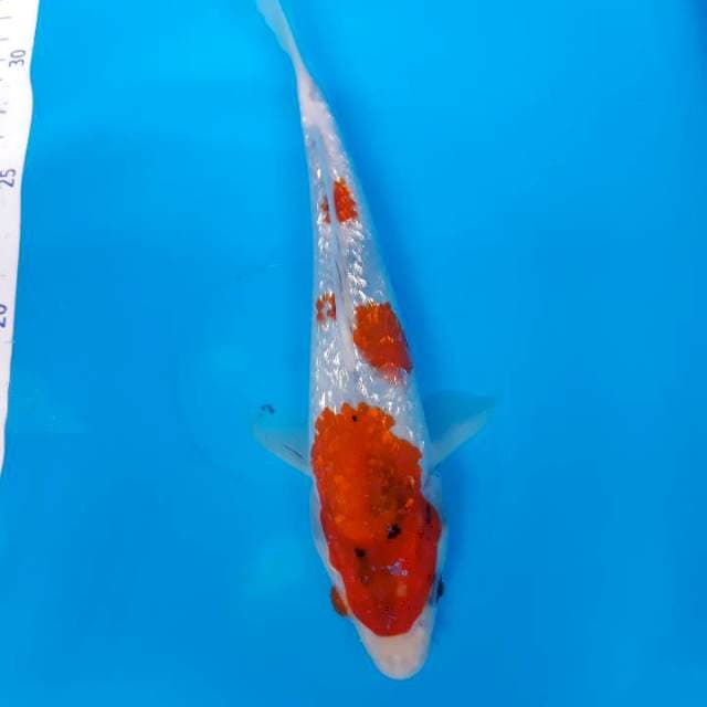 Showa Ginrin 25 cm