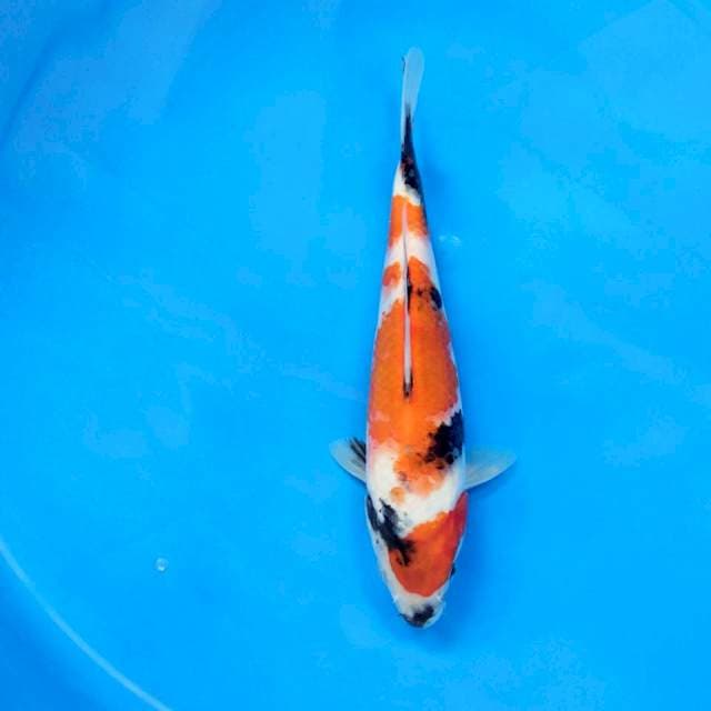 Special Showa Tategoi 25 cm
