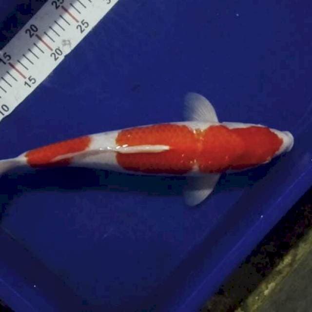 Kohaku jumbo