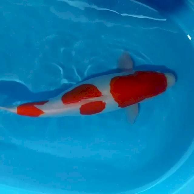 Kohaku doit gendong telur .50 cm