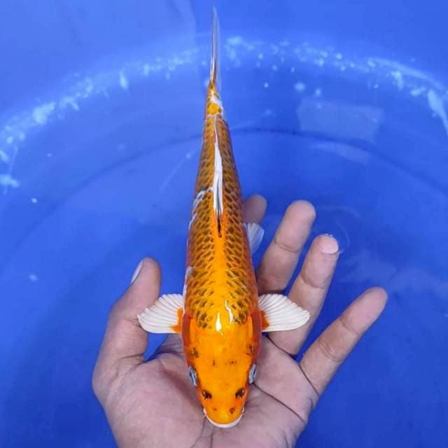 3. Kohaku - 24 cm