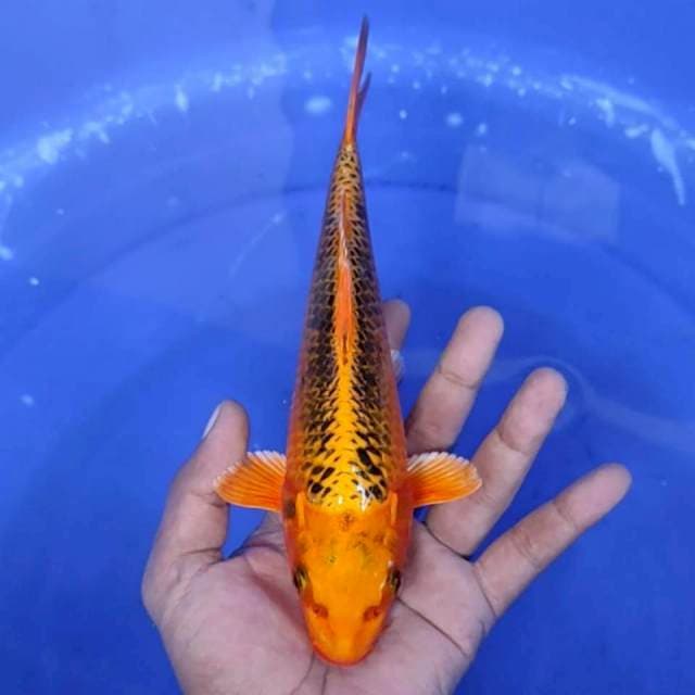 5. Matsuba - 24 cm