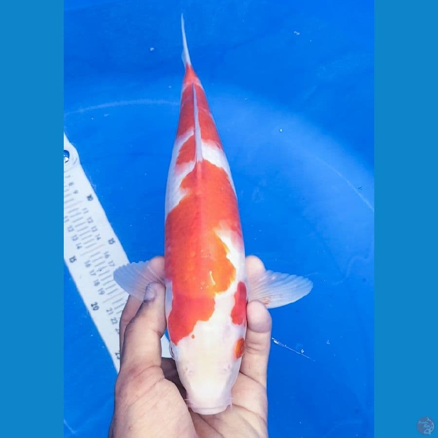 KOHAKU 33CM