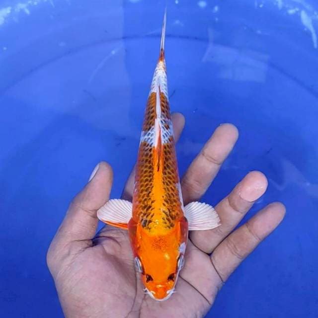 10. Kujaku - 21 cm