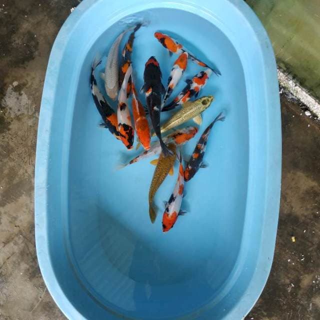 Mix 14 ekor 26-30cm