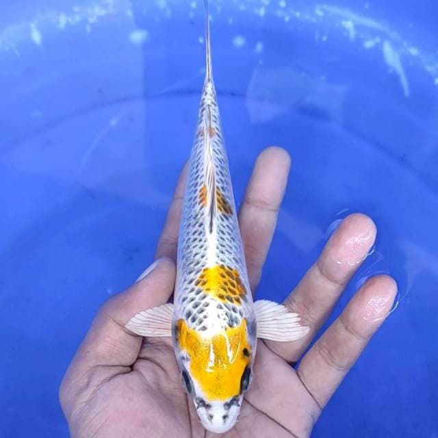 12. Kujaku - 20 cm