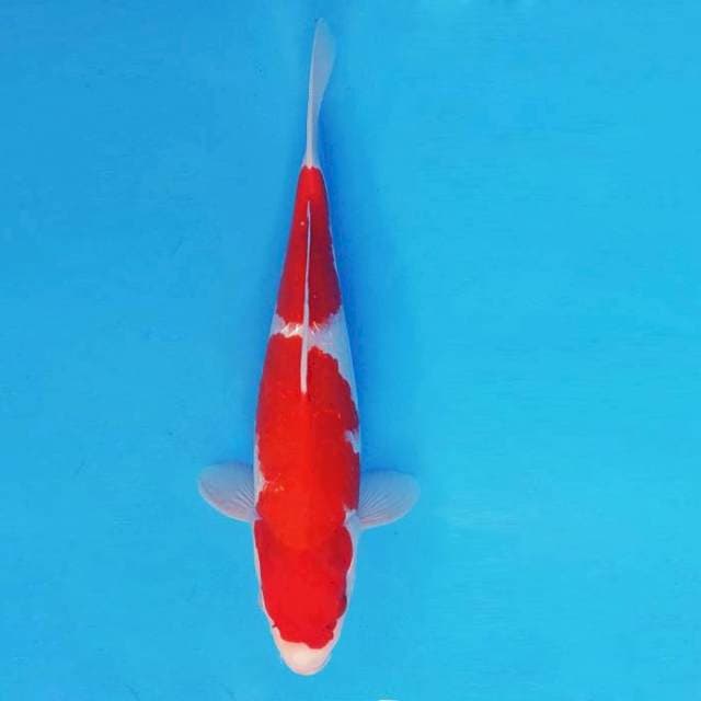 KENZEI 9 - KOHAKU ®