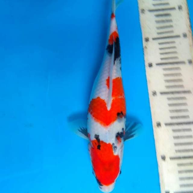 Showa 31cm
