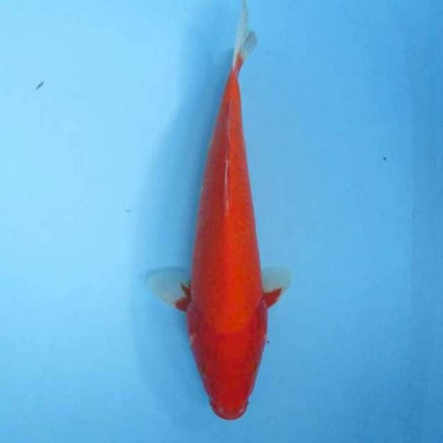 Aka Hajiro