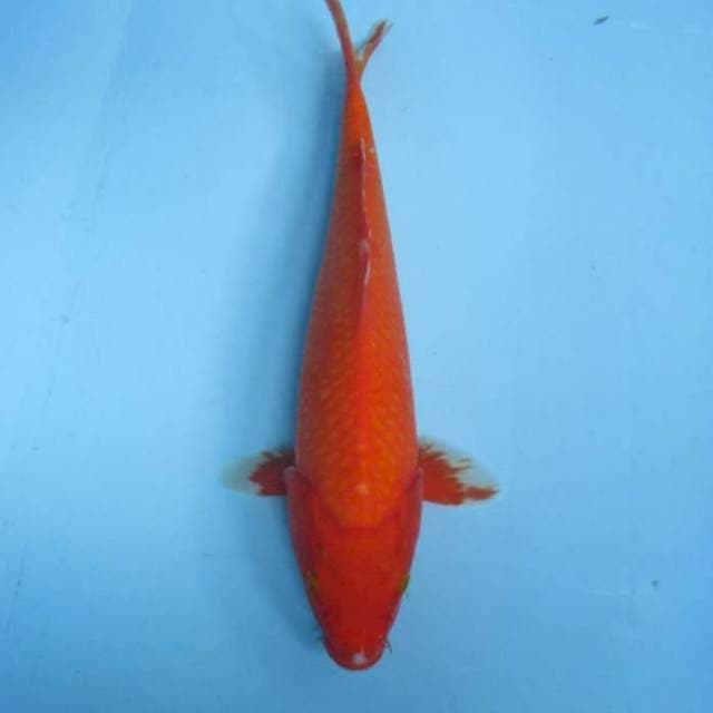 Aka Hajiro