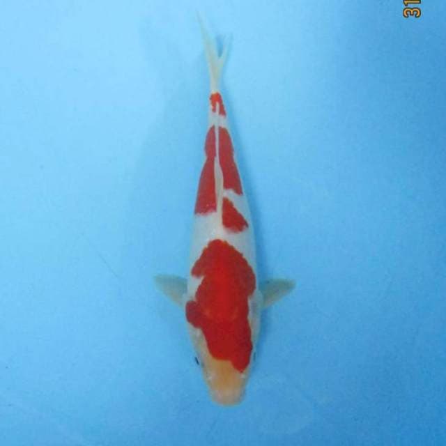 Kohaku