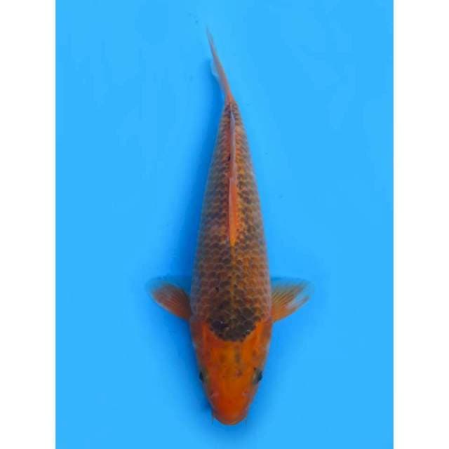 Matsuba Bulky - 30cm