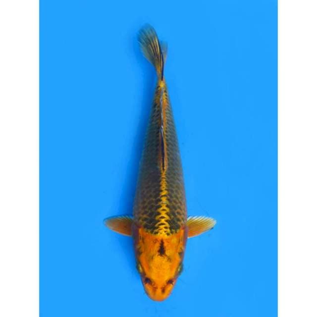 Kin Matsuba - 25cm Male