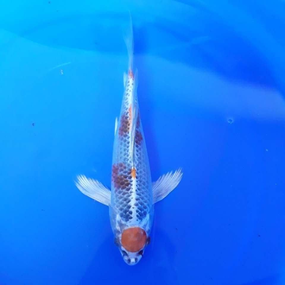 MARUTEN KUJAKU