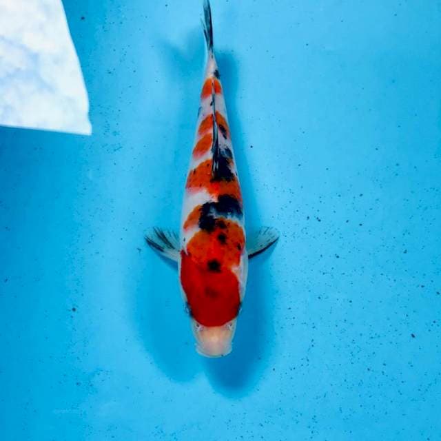 Sanke, 19 cm