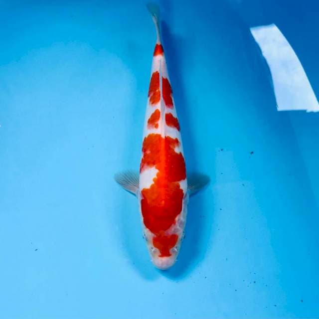 Kohaku, 24 cm