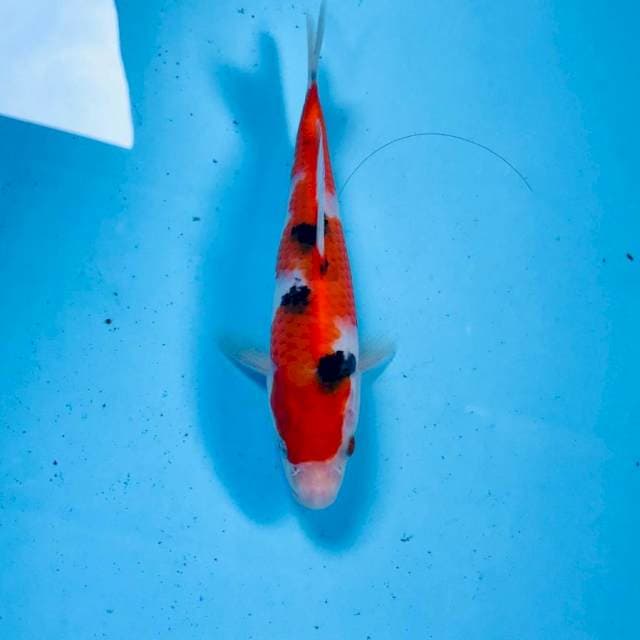 Sanke Inazuma, 17 cm