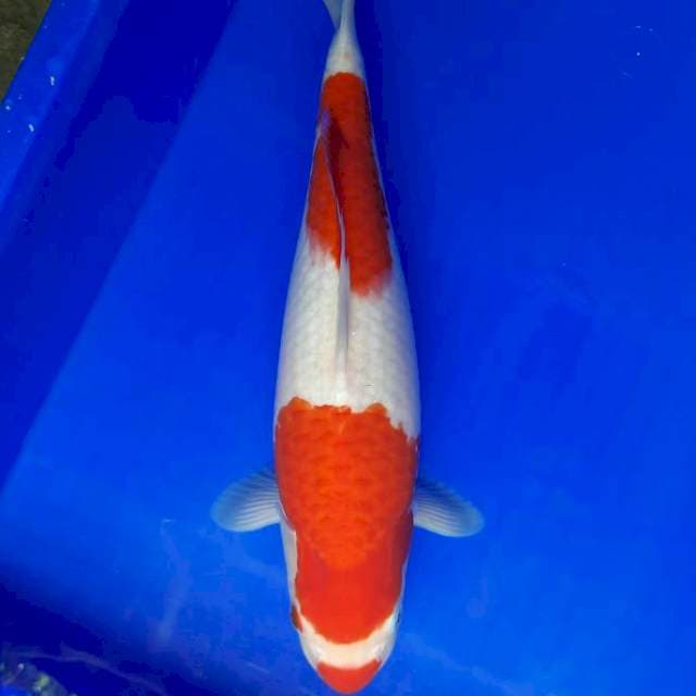 36cm Kuchibeni Kohaku Female