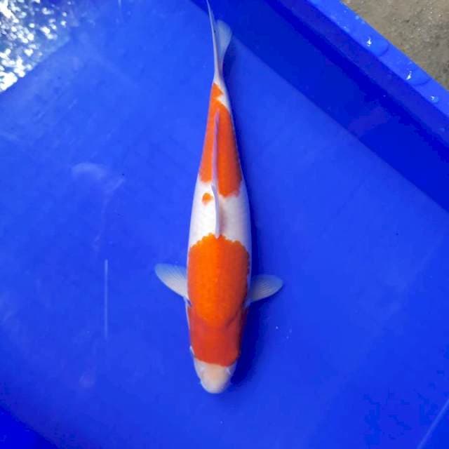 32cm Nidan Kohaku Male