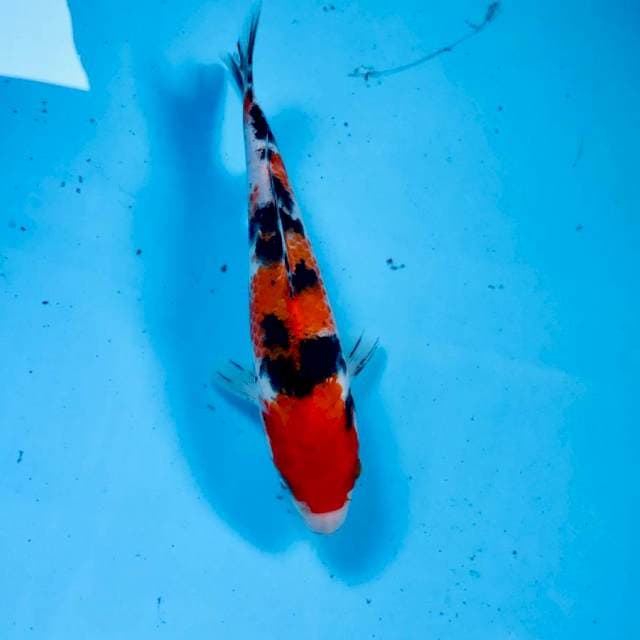Sanke, 19 cm
